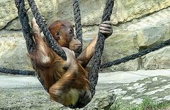 Berlin Zoologischer Garten:Orang Utan