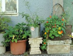 Berliner Blumen im Herbst