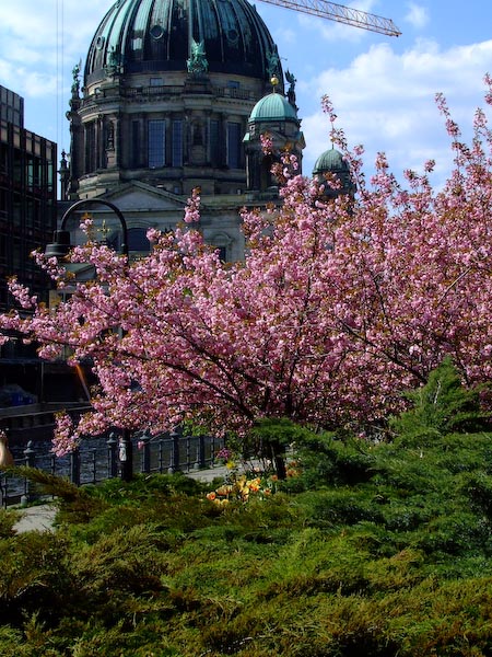 Berliner Dom im Frühling