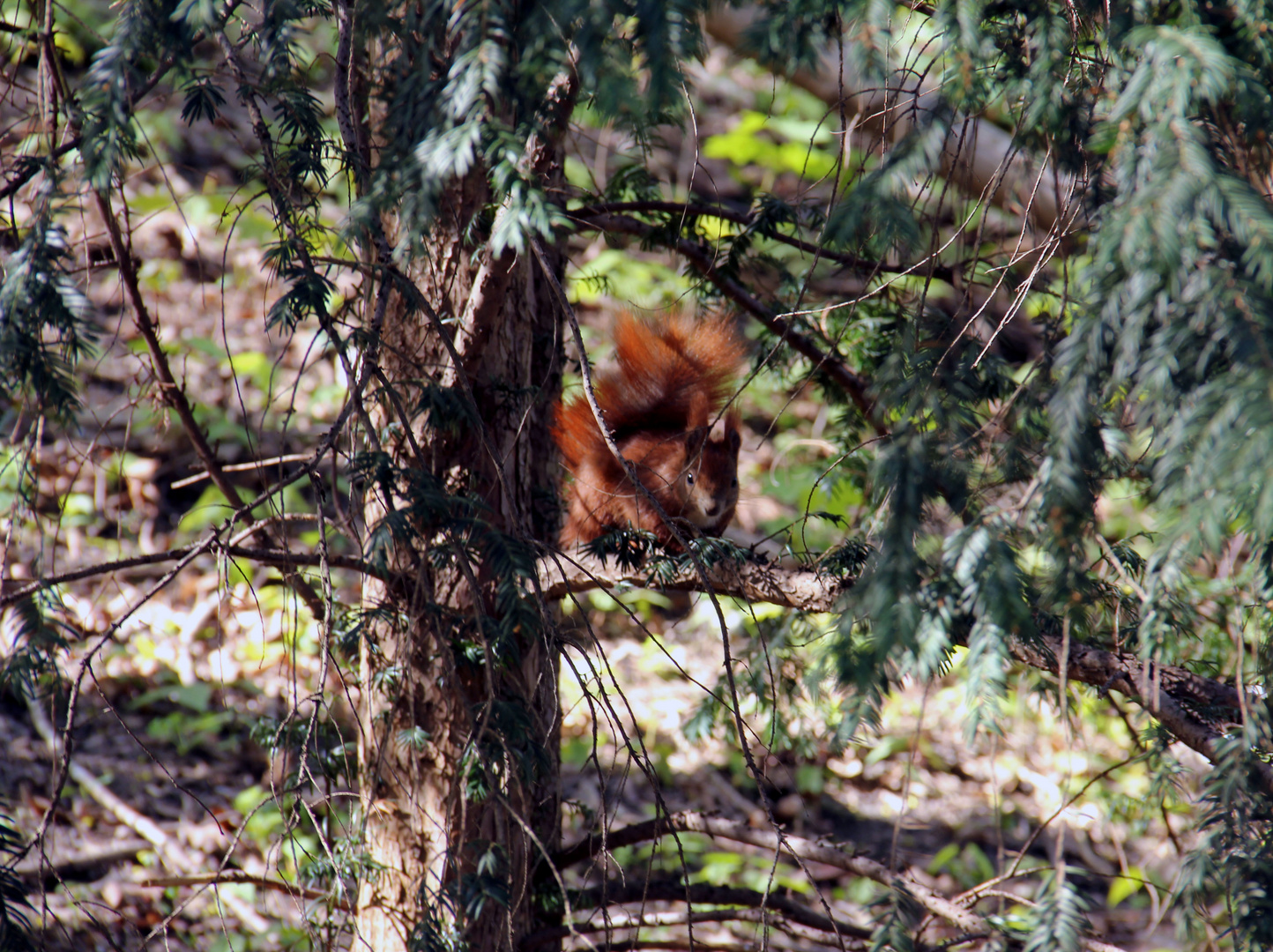 Berliner Eichhörnchen 