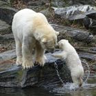 Berliner Eisbär-Mädchen Hertha 2