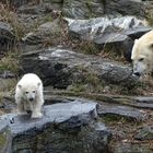 Berliner Eisbär-Mädchen Hertha 4