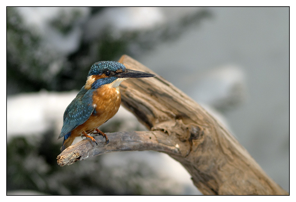 Berliner Eisvogel