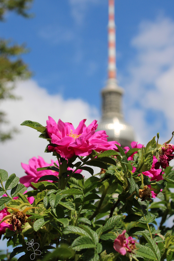 Berliner Fernsehturm 