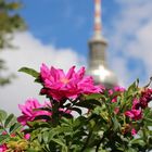 Berliner Fernsehturm 