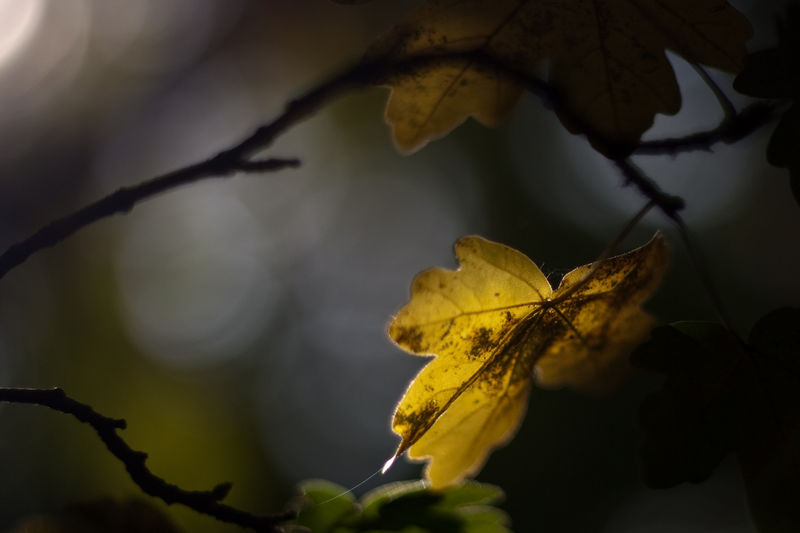 Berliner FEZ im Wald