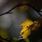 Berliner FEZ im Wald