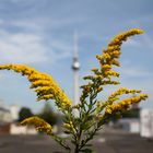 Berliner Frühling