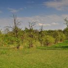 Berliner Frühling in Lübars.......