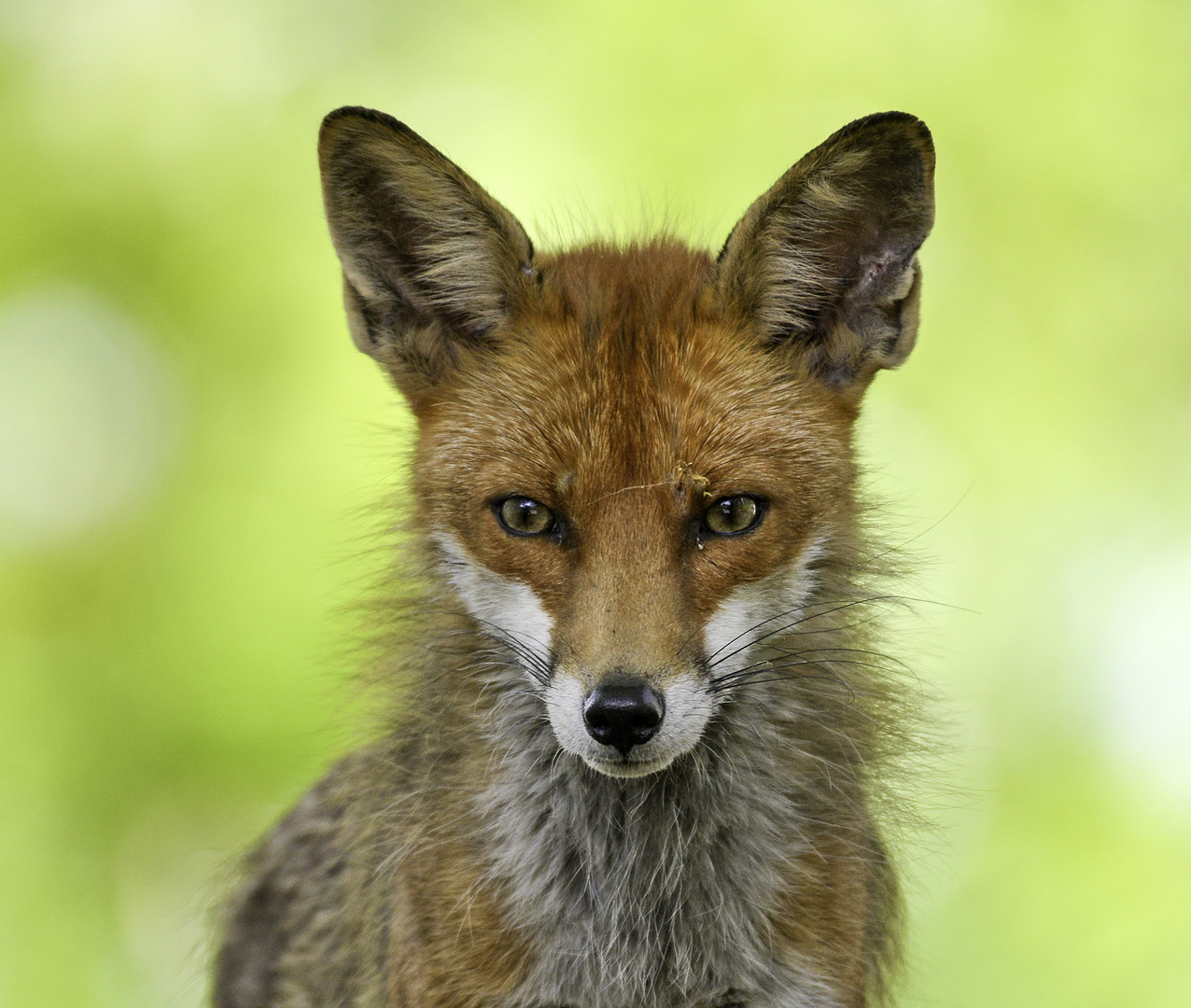 Berliner Garten- oder Stadtfuchs...