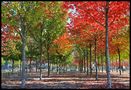 Berliner Herbst... de Reinhild Maria