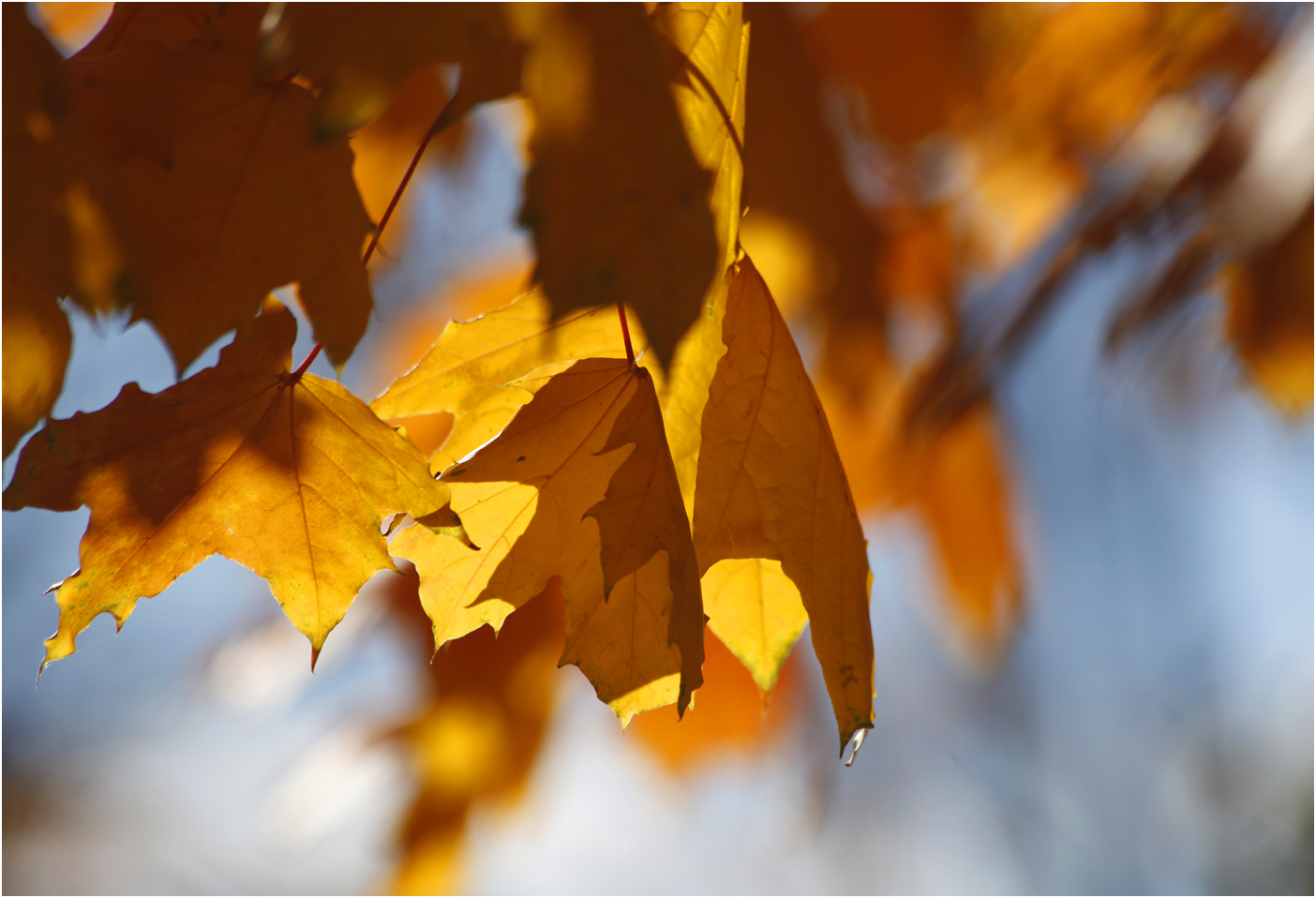 Berliner Herbst