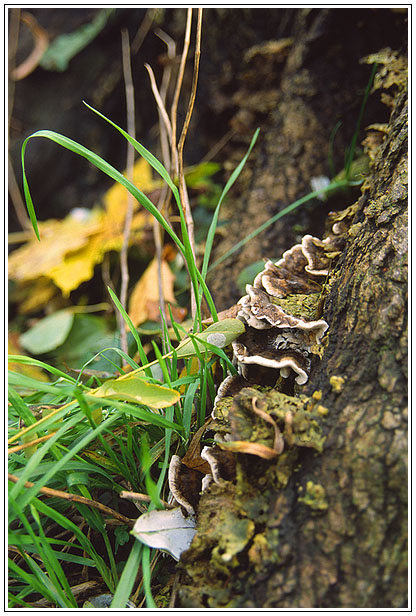 Berliner Herbst II