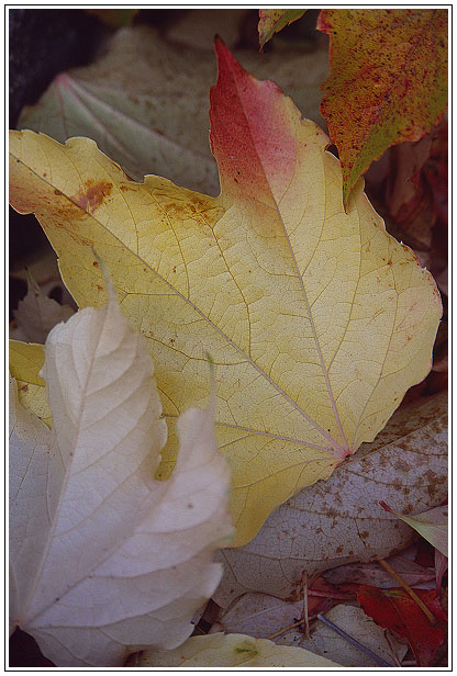 Berliner Herbst III