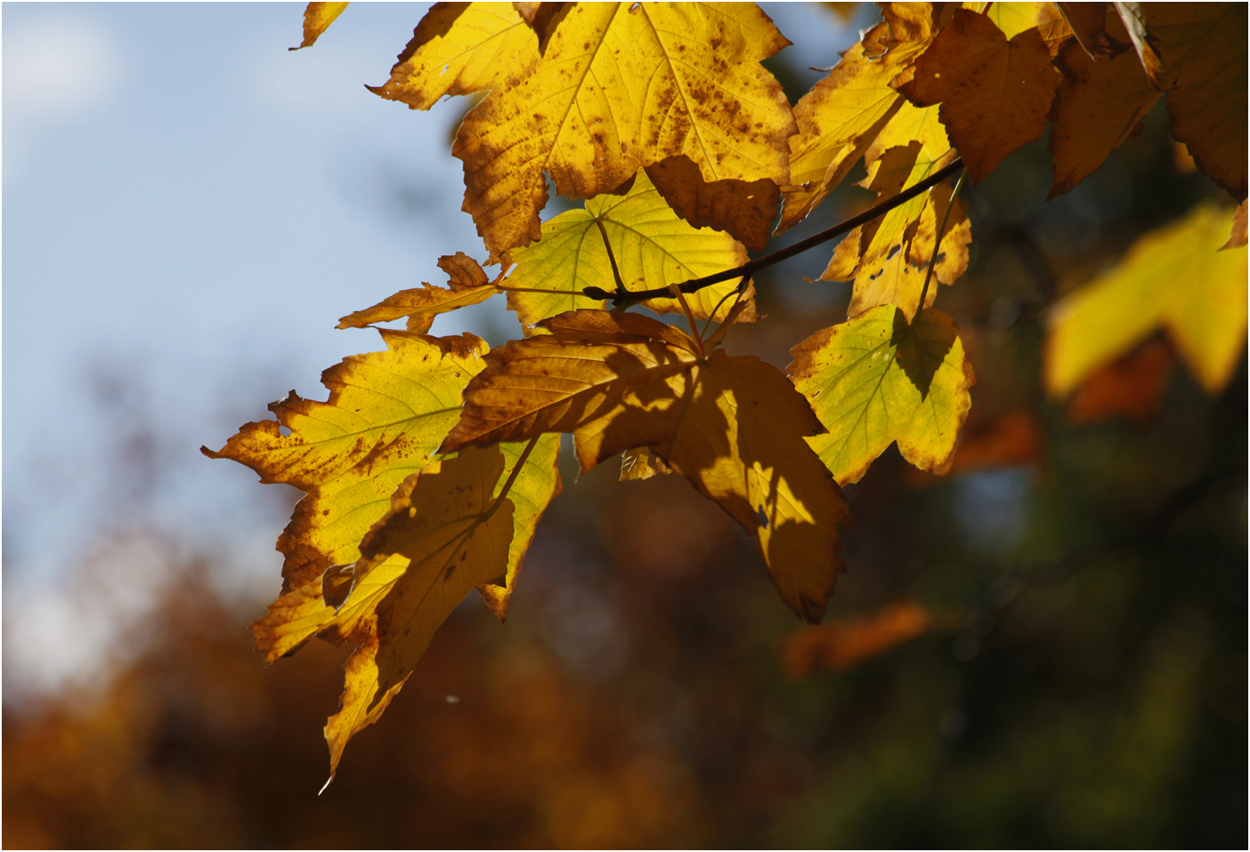 Berliner Herbst IV