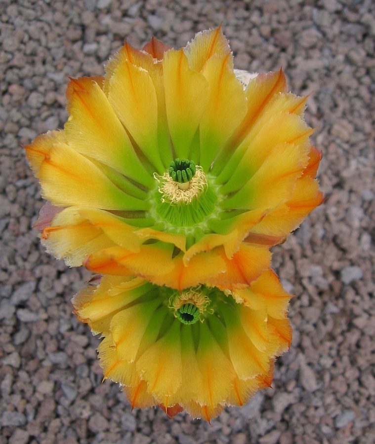 Berliner Kakteentage im Botanischen Garten zu Berlin vom 20.-22.5.2011