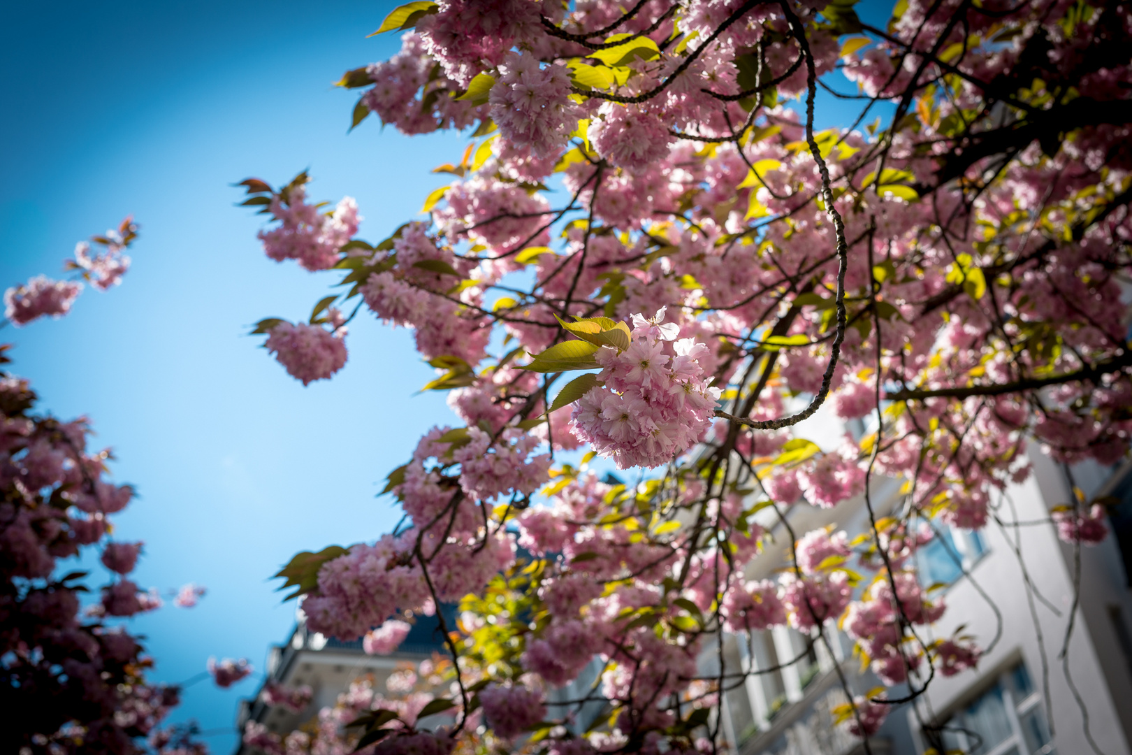 Berliner Kirschblüte