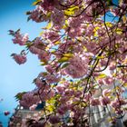 Berliner Kirschblüte