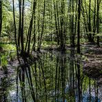 BERLINER LANDSCHAFT - KRUMME LAKE #22