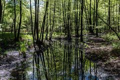 BERLINER LANDSCHAFT - KRUMME LAKE #22