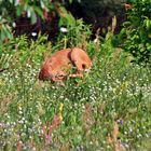 Berliner Löwin (Panthera leo berlinensis)