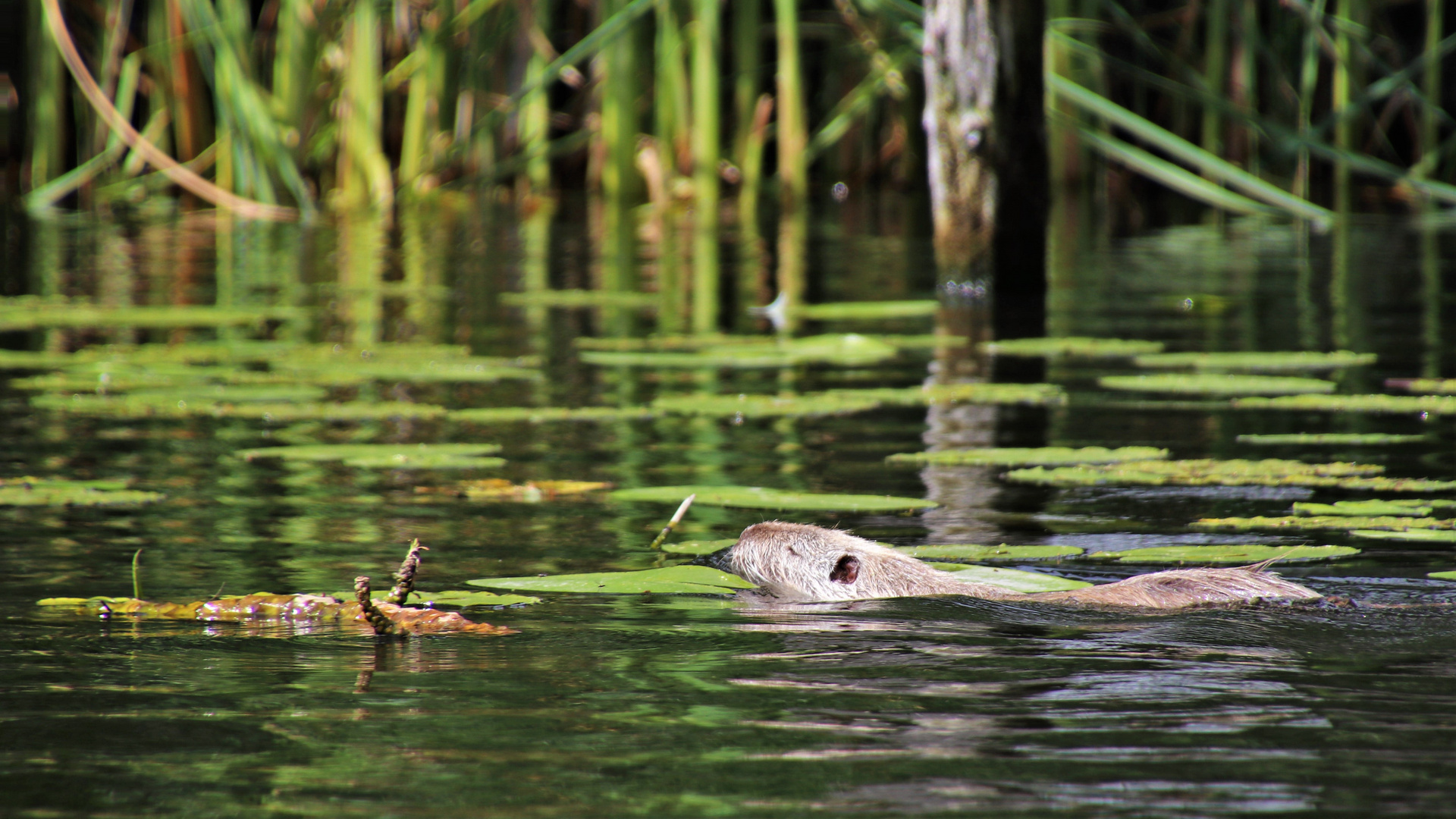 Berliner Nutria