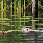 Berliner Nutria