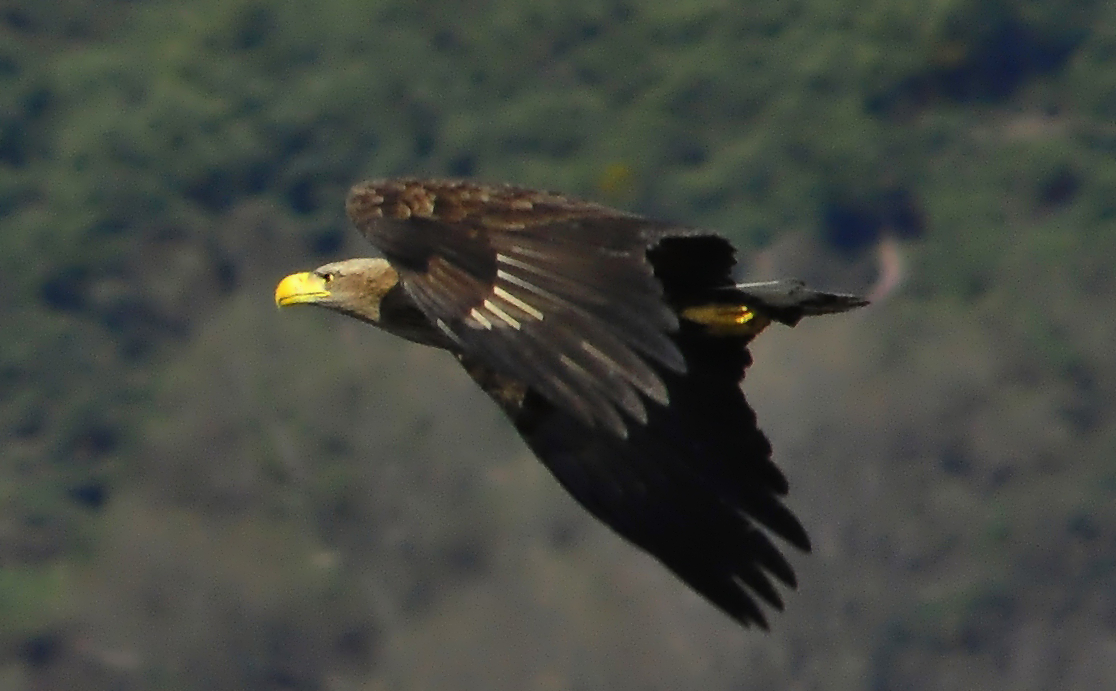 Berliner Seeadler