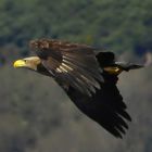 Berliner Seeadler