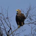 Berliner Seeadler