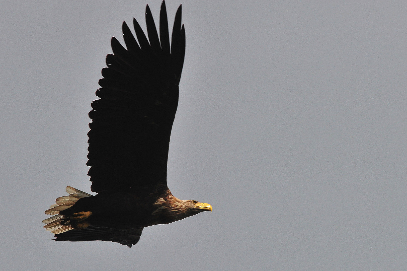 Berliner Seeadler