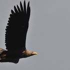 Berliner Seeadler