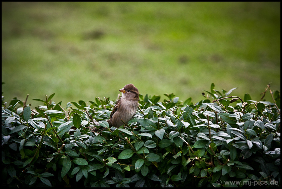 Berliner Spatz