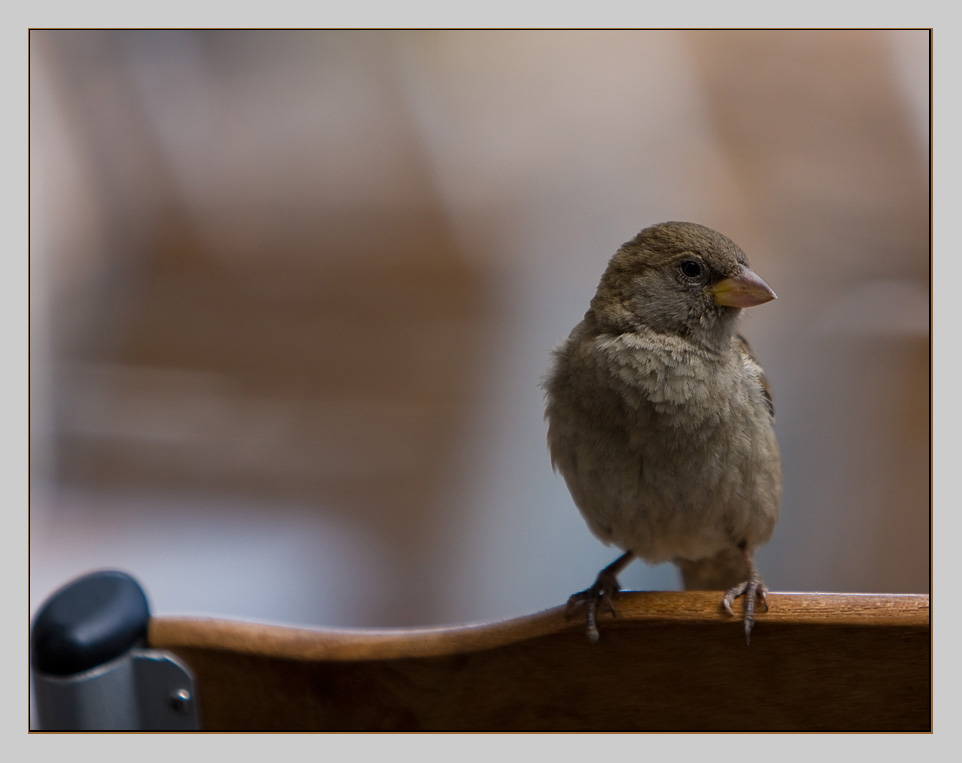 Berliner SPATZ