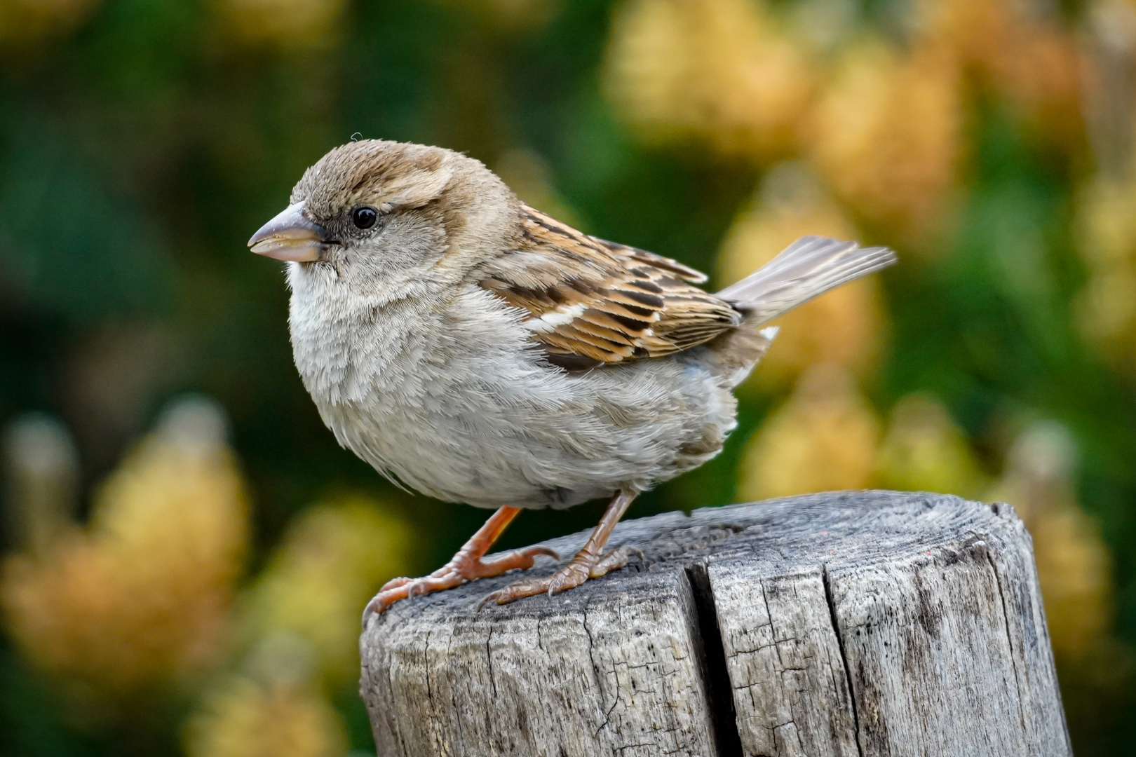 Berliner Spatz