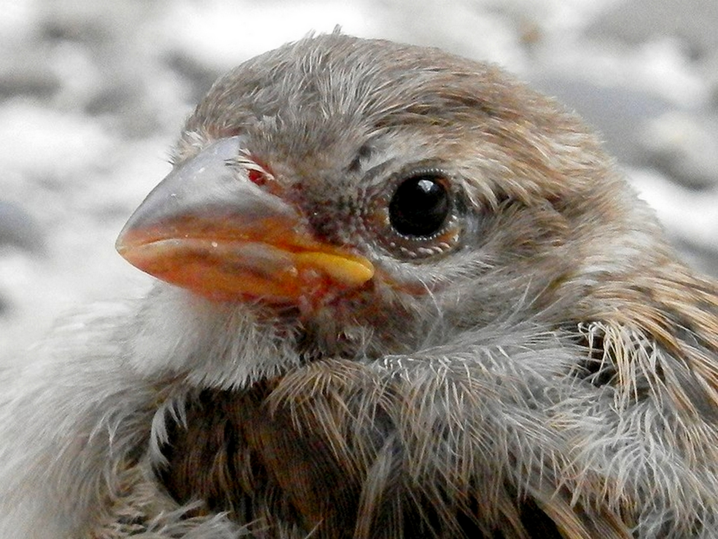 Berliner Spatz 