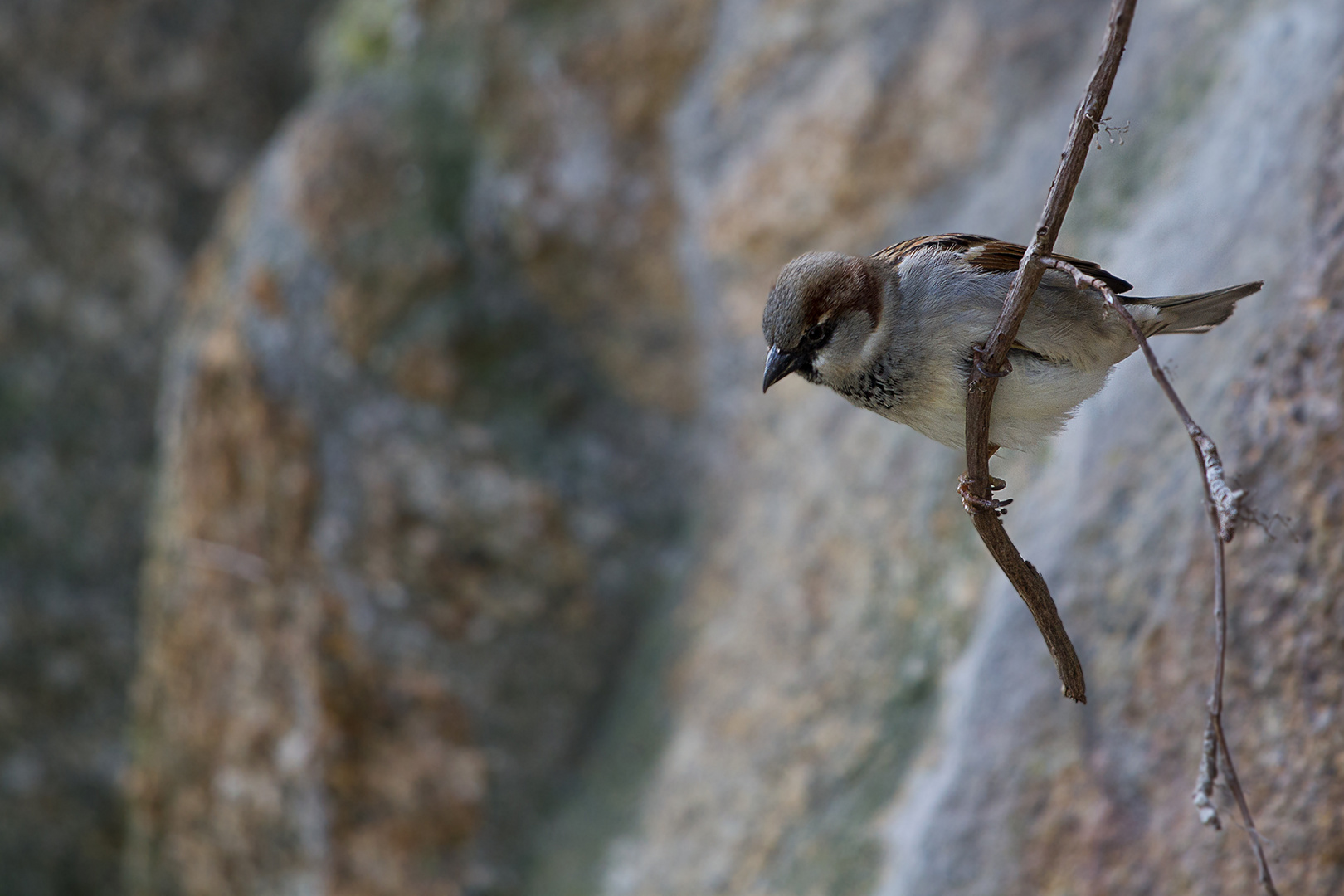 Berliner Spatz