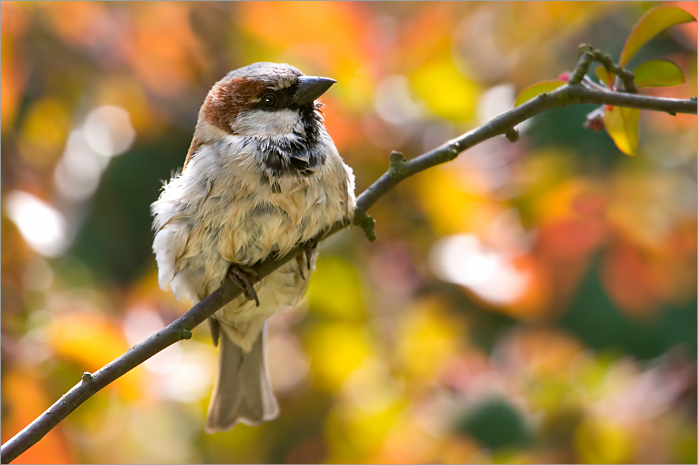 Berliner Spatz in japanischem Kirschbaum