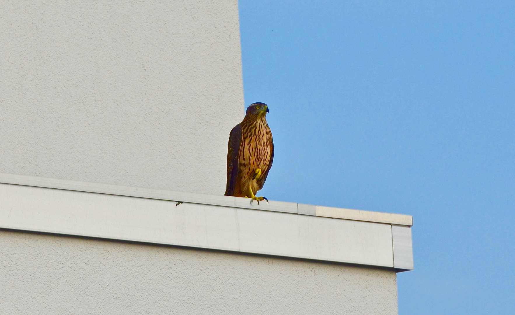 Berliner Stadthabicht, hier ein junges Männchen