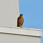 Berliner Stadthabicht, hier ein junges Männchen