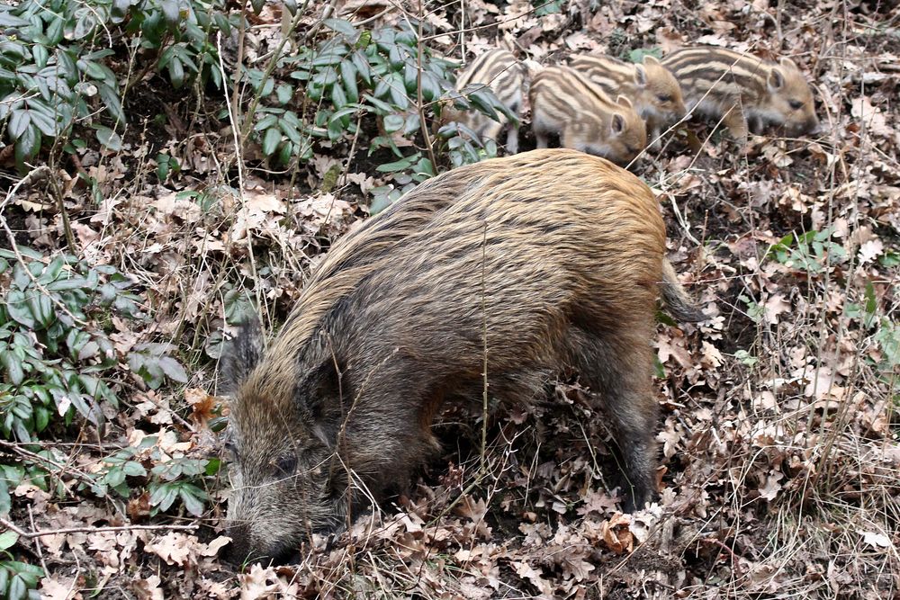 Berliner Stadtschweine