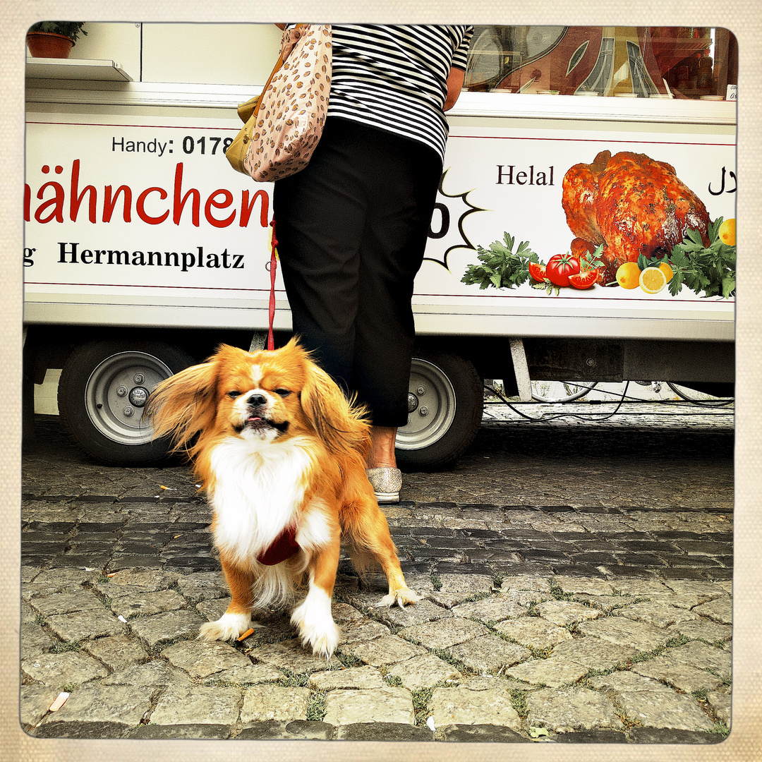 Berliner Streifzüge - Ein Hundeleben