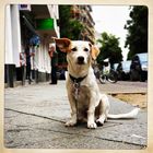 Berliner Streifzüge - Hund in der Weserstraße