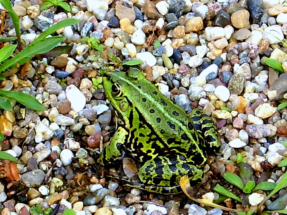 berliner Teichfrosch