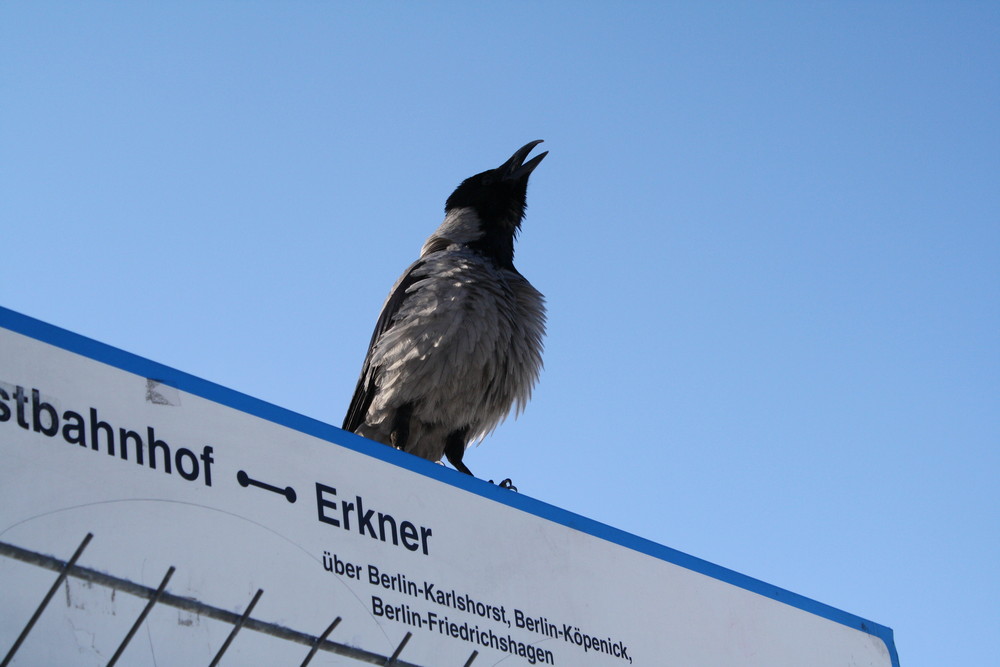 berliner vogel