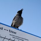 berliner vogel