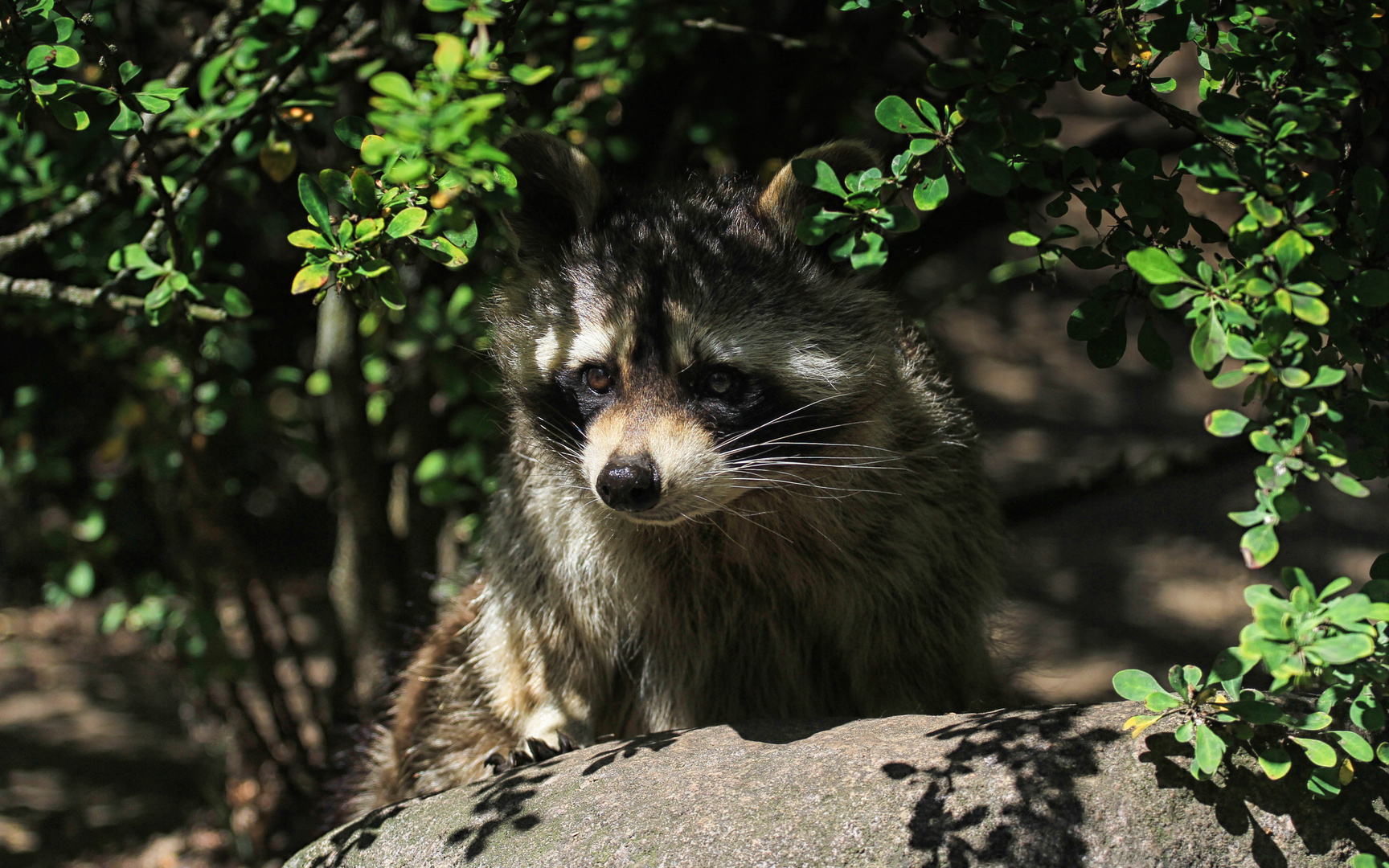 Berliner Waschbär