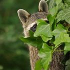 Berliner Waschbär