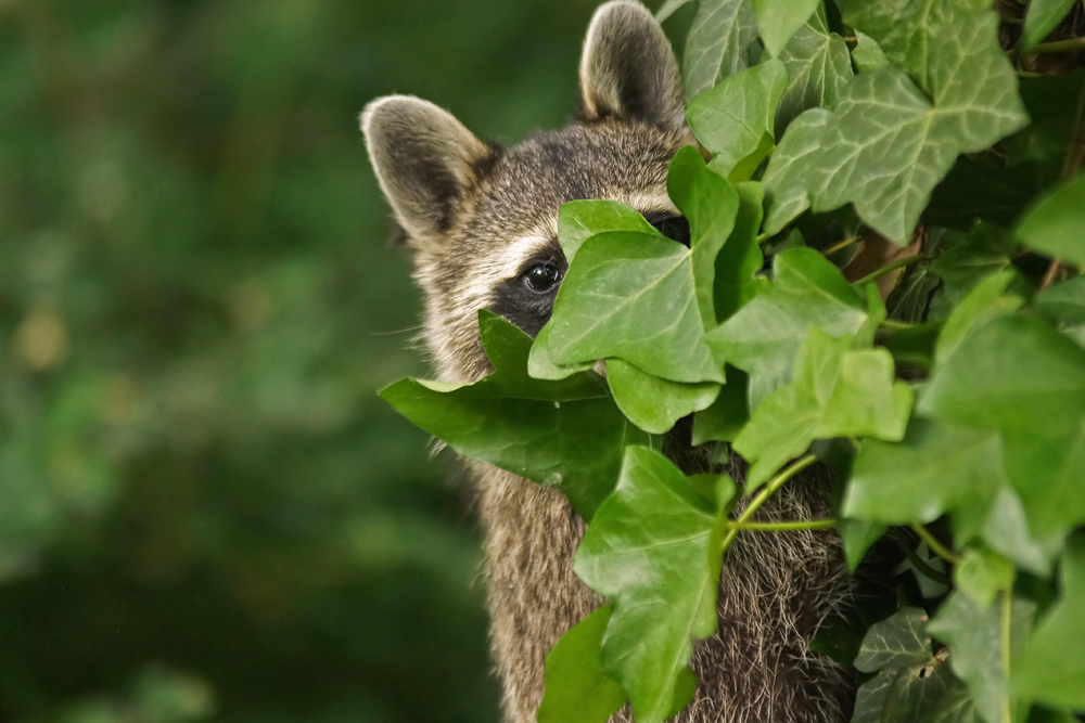 Berliner Waschbär