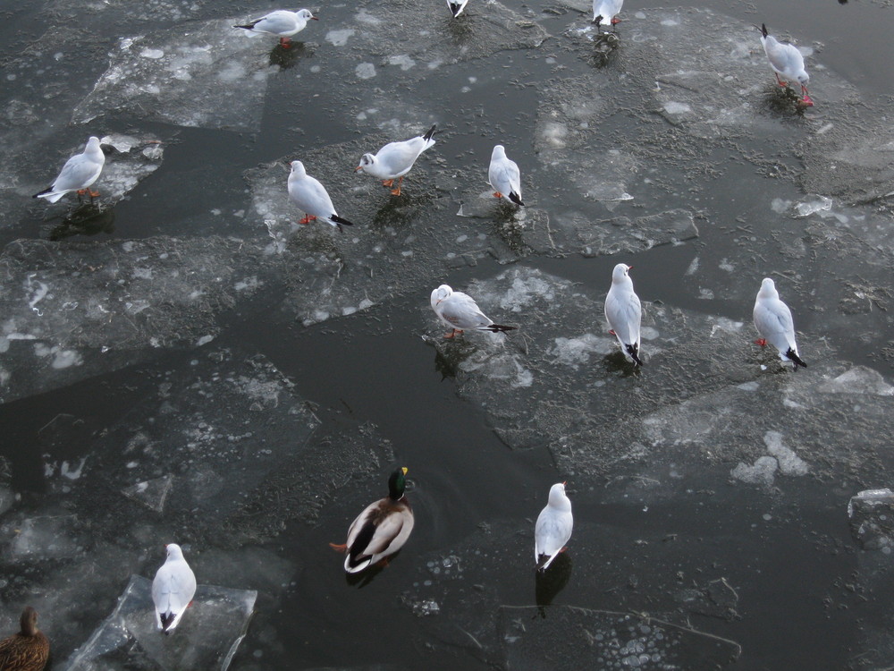 Berliner Winter